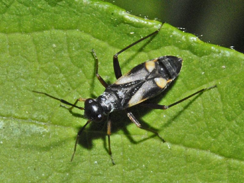 Miridae:  Globiceps fulvicollis,  femmina